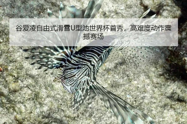 gu-ai-ling-zi-you-shi-hua-xue-xing-chi-shi-jie-bei-shou-xiu-gao-nan-du-dong-zuo-zhen-han-sai-chang-2-954.jpg